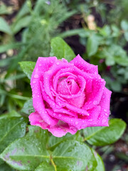 Pink Rose with Water Droplets After Rain Garden Close-Up