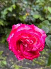 Pink Rose with Water Droplets After Rain Garden Close-Up