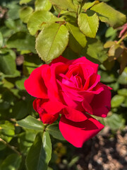 Red Rose Bloom with Buds in Garden Natural Sunlight Close-Up