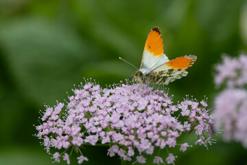 orange tip (Anthocharis cardamines) perching on pinc umbelliferous plant
