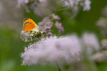 orange tip (Anthocharis cardamines) perching on pinc umbelliferous plant