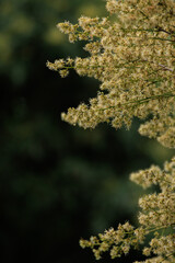 Clusters of delicate, creamy-yellow longan flowers are in bloom, with some in sharp focus and others softly blurred in the background. The image captures the abundance of these blossoms.