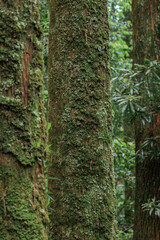 A tree trunk is prominently featured, covered in a vibrant layer of green moss and lichen, adding...