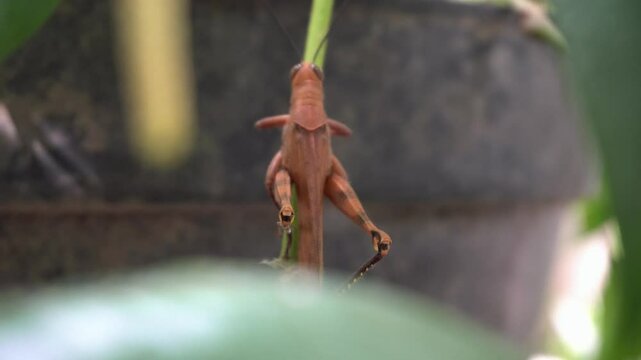grasshopper on tree