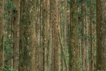 A tree trunk is prominently featured, covered in a vibrant layer of green moss and lichen, adding...