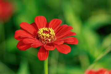 The Zinnia elegans flower stands tall in the foreground, with its vibrant petals and yellow center. In the blurred background, more red zinnias dot a field of soft green, creating a colorful contrast.