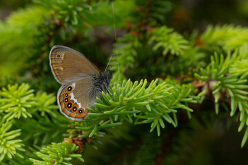 Scarce heath (Coenonympha hero) perching on a fresh green common spruce (Picea abies) branch; it is...