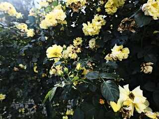 quantum valentine roses on a fence