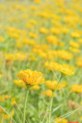 The Zinnia elegans flower stands tall in the foreground, with its vibrant petals and yellow center. In the blurred background, more red zinnias dot a field of soft green, creating a colorful contrast.