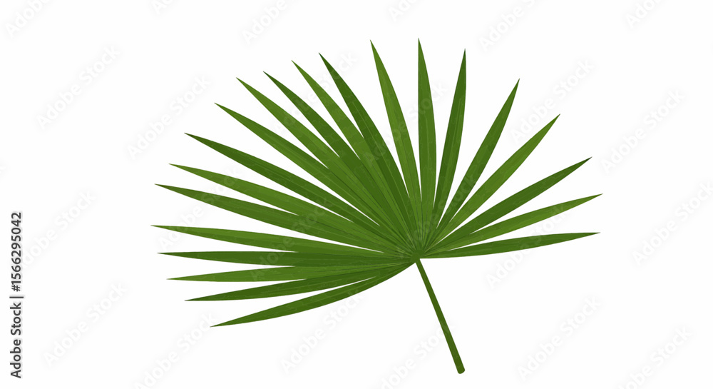Poster a single green palm leaf with radiating segments isolated on a white background in a close up view