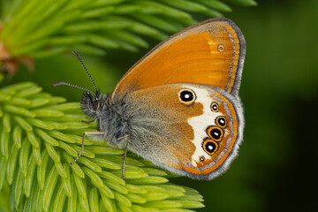 Pearly Heath (Coenonympha arcania) perching on a fresh green common spruce (Picea abies) branch