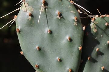 Opuntia phaeacantha Orangade  opuncja kkatus