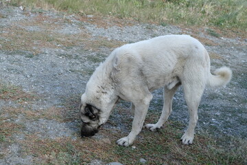 A rare breed of shepherd dog, the Sivas Kangal Shepherd