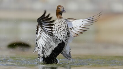 Australian Male Wood Duck flapping.