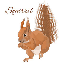Squirrel cute baby forest rodent vintage watercolor  vector illustration editable hand drawing