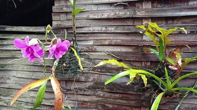 Bunga anggrek ungu yang di terpa hujan kecil atau gerimis memperlihatkan suasana yang syahdu