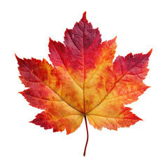 Obraz premium Vibrant autumn maple leaf showing red orange and yellow colors against a isolated on white transparent background