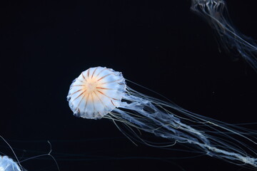 Chrysaora pacifica, commonly named the Japanese sea nettle, is a jellyfish in the family Pelagiidae.