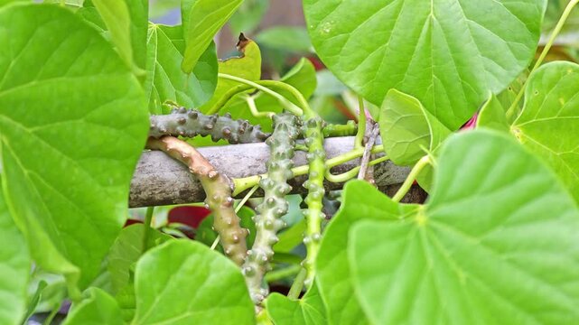 Tinospora cordifolia​​.