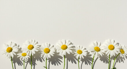 Fototapeta premium A row of cheerful white daisies with bright yellow centers casts soft shadows on a clean white background