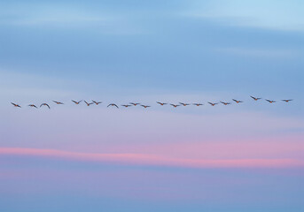 birds flying in the morning sky with pale blue and subtle pink