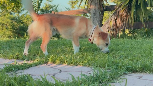 Luky the dog sniffs the grass