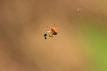 A Neoscona scylloides spider is actively engaged with its prey, a small black insect, caught within...