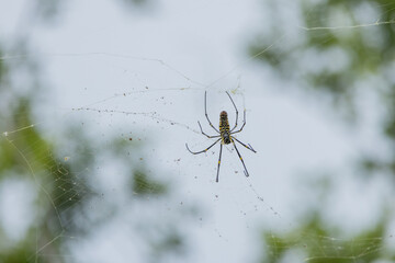 A giant woods spider is suspended in its intricate web, showcasing its yellow and black markings....