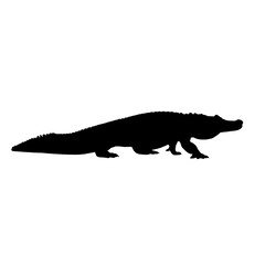 Realistic crocodile PNG with sharp teeth and scaly skin, isolated on transparent background, perfect for wildlife, zoo, or danger themes