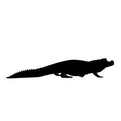 Realistic crocodile PNG with sharp teeth and scaly skin, isolated on transparent background, perfect for wildlife, zoo, or danger themes