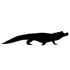 Realistic crocodile PNG with sharp teeth and scaly skin, isolated on transparent background, perfect for wildlife, zoo, or danger themes