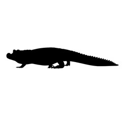 Realistic crocodile PNG with sharp teeth and scaly skin, isolated on transparent background, perfect for wildlife, zoo, or danger themes