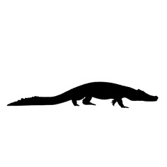 Realistic crocodile PNG with sharp teeth and scaly skin, isolated on transparent background, perfect for wildlife, zoo, or danger themes
