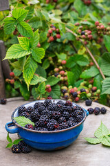 Blackberry