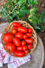 Tomato harvest