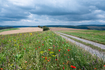 Path through wildflower meadow with poppy, daisy and flaxseed flowers, blooming field, nature in...