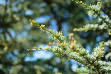 Cedar Tree Branches in Spring in Europe Cedrus Atlantica Glauca