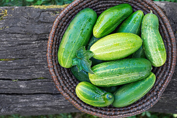 Cucumber harvest