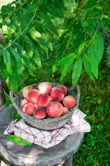 Peaches