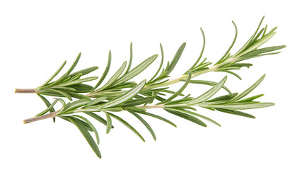 Obraz premium Fresh green rosemary sprig isolated on a clean white background for culinary use and herb showcase