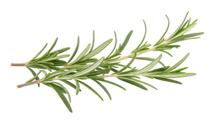 Fresh green rosemary sprig isolated on a clean white background for culinary use and herb showcase