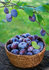 Plums fruit harvest