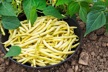 String beans