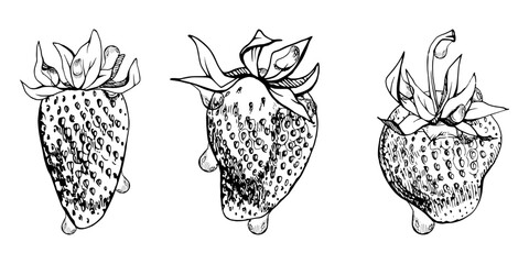 Strawberry ripe fruit with leaves crown on stalk in water dew drops hand drawn in vector ink, garden berry strasberry pineberry. Botanical isolated illustration. Home preserves, grocery dessert menu