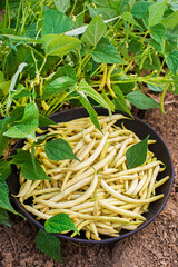 String beans