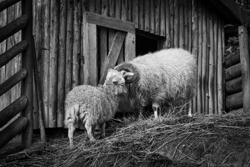 sheep and lamb