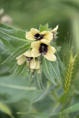 Garden plant Hyoscyamus niger, close-up
