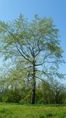 Obraz premium Poplar Tree Silver Silverleaf White Poplar Abele Populus Alba Cotton Wood Tree on a Sunny Spring Day with Blue Sky in Europe