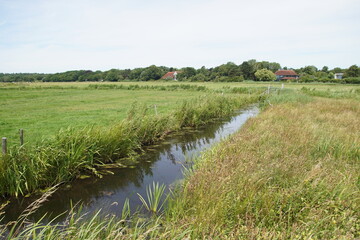 Dutch pasture landscape in North Holland near Bergen. Ditch, meadows. Dunes, forest in the distance. Summer, July. Netherlands