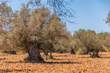 Olive trees growing in a plowed field with red soil, creating a picturesque agricultural landscape